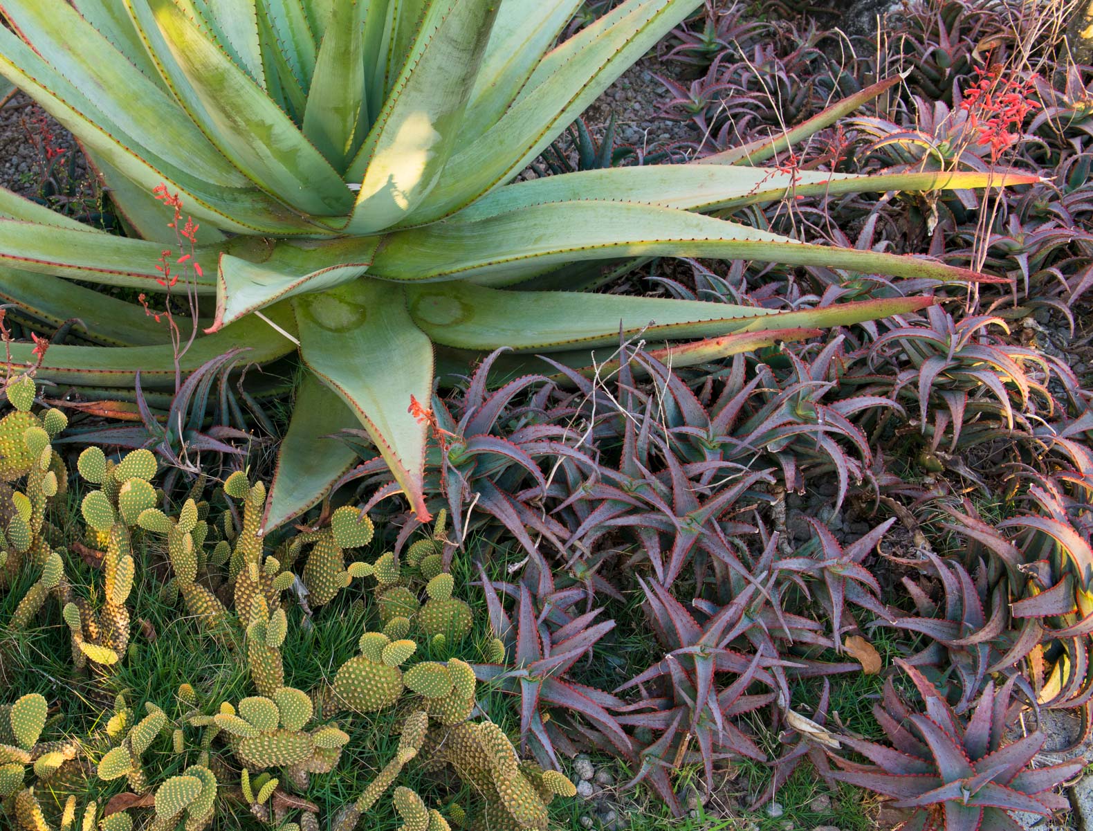 Golden-Rock-Inn-Garden-7